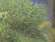 Lilacs (nn04) Vincent Van Gogh